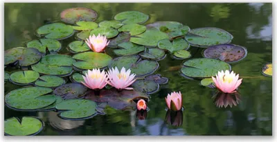 Produktbild von Tulup Leinwand-Bilder 120x60 Wandbild Canvas Kunstdruck See Blumen Blätter Pflanzen