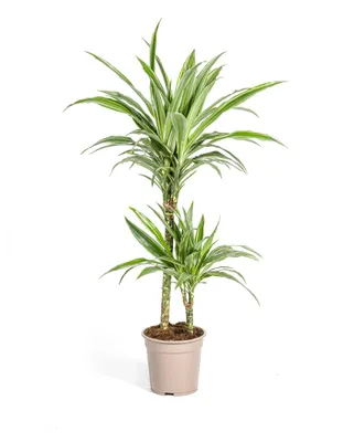 Produktbild von Drachenbaum – Dracaena deremensis White Stripe – 70–90 cm hoch