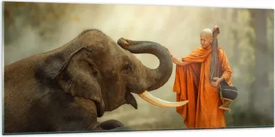 Produktbild von Bilder auf glas - Elefant Mönch Stoßzahn - 120x50cm - Glasbilder - Wandbilder - Kunstdruck - zum Aufhängen bereit - Wanddekoration aus Glas - Glas Bilder - Wandbild auf Glas - GAB120x50-3484