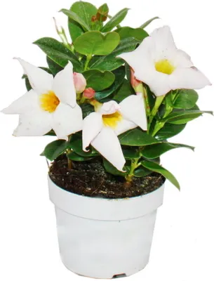 Immagine prodotto di Dipladenia - Gelsomino del Cile - vaso da 10 cm - set di 3 piante - mix di colori