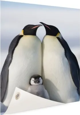 Produktbild von Gartenposter - 80x120 cm - Pinguindruck Fotodruck  - Modernes Wandbilder
