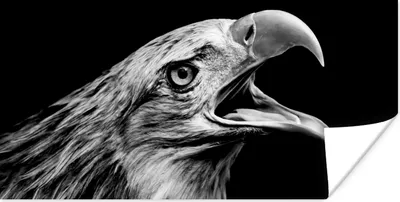 Produktbild von MuchoWow® Poster Adler - Porträt - Raubvögel - Schwarz - Weiß - Vogel 40x20 cm - Poster für die Wand - Poster Schlafzimmer