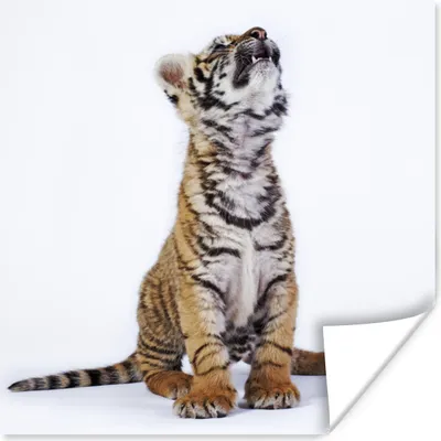 Produktbild von MuchoWow® Poster Tiger - Jungtier - Weiß 100x100 cm - Babyzimmer