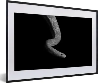 Produktbild von MuchoWow® Gerahmtes Poster Tiere - Schlange - Schwarz - Weiß - Porträt 60x40 cm - Poster mit Schwarzem Bilderrahmen Wandposter Rahmen Foto Bilder - Schlafzimmer - Plakat in Rahmen - Drucken