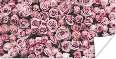 Produktbild von MuchoWow® Poster Blumen - Rosen - Natur - Rosa - Botanisch 160x80 cm - Foto Poster