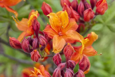 Produktbild von Rhododendron luteum 'Sunny Boy', gelb, 40–50 cm