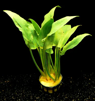 Produktbild von 1 Topf Cryptocoryne pontederifolia - 1A-Qualität!