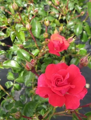 Produktbild von Kleinstrauchrose Heidefeuer ® - Rosa Heidefeuer ® - Noack Rose - Flower Carpet ® Rose
