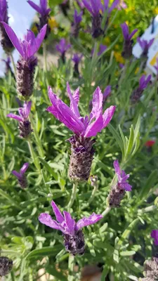 Image de Lavandula stoechas / Lavande papillon