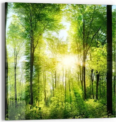 Produktbild von DEQORI Glasbild Echtglas 30x30 cm 'Sonne durchbricht Wald' Wandbild Bild modern Deko