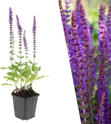 Produktbild von Plants by Frank | 48 Salbei Pflanzen | Salvia Nemorosa 'Ostfriesland' | Bodendecker | Winterhart | Mehrjährig | Stauden | Blüten-Salbei | Violette Blüten | Gartenpflanzen