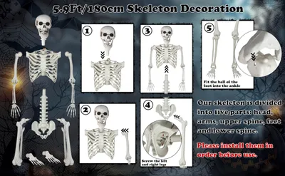 Productafbeelding van Skelet van levensgrootte, 180 cm, met beweegbare gewrichten, Halloween decoratie