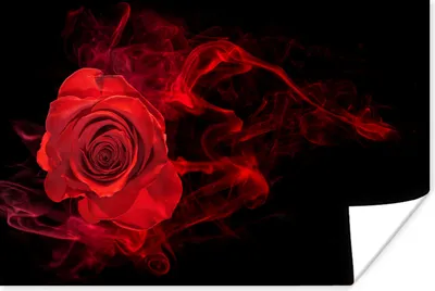 Produktbild von MuchoWow® Poster Rosen - Rot - Schwarz 60x40 cm - Schlafzimmerdekoration