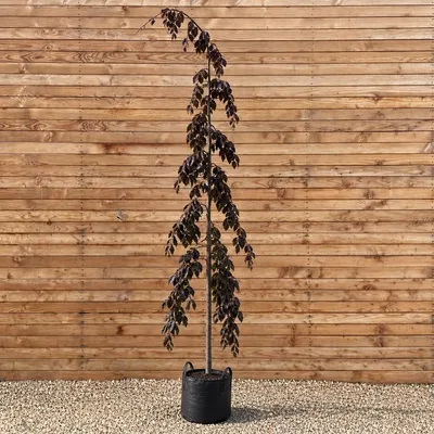 Produktbild von Hängende Blutbuche Purple Fountain 300-350 cm, Stammumfang 12-14 cm - Fagus sylvatica Hängeform