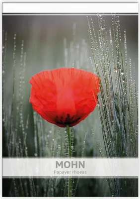 Produktbild von Mohn für Werbezwecke | Mohnsamen von FLORTUS