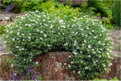 Produktbild von Stauden Gänge 1 x Geranium sanguineum 'Album' - Weißer Blut Storchschnabel - Ein Meer aus weißen Blüten den ganzen Sommer - Bienenfreundlich