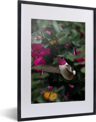 Produktbild von MuchoWow® MuchoWow® Gerahmtes Poster Kolibri - Rosa 30x40 cm - Poster mit zchwarzem Bilderrahmen - Wandposter Schlafzimmer