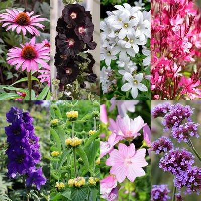 Produktbild von Staudenset für Bienen & Schmetterlinge – 8 mehrjährige Gartenstauden für 1m² – Ø11cm – Echinacea, Rittersporn, Stockrose & Prachtkerze