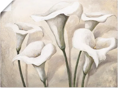 Produktbild von ARTland Poster Callas I Größe: 80x60 cm