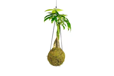 Obrázok produktu pre Gardners Kokedama Pachira spletený kmen (L)