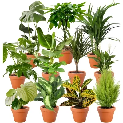 Immagine prodotto di Piante da appartamento - Set sorpresa - 3 piante - 30 - 70 cm - Vaso 12 - 15 cm