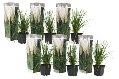 Obrázok produktu pre Cortaderia selloana – Súprava 6 kusov – Biely pampasový trávnik v 9 cm kvetináči