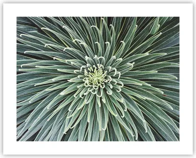 Produktbild von Poster - Poster ohne Rahmen - Agave Grün Pflanze - 50x40 cm - Wand Bild - Wanddeko - Wandbilder - Kunstposter - Wandposter - Bilder - Kunstdruck - Wanddekoration - Wandbild - P2XAA50x40-4905