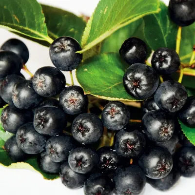 Produktbild von Aronia Nero Strauch, 2L Topf, Wuchshöhe bis 1,5 m, reich an Vitamin C, krankheits- & frostresistent