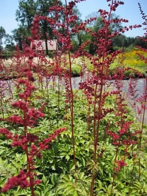 Produktbild von Prachtspiere Red Sentinel - Astilbe japonica Red Sentinel