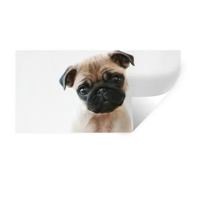 Produktbild von MuchoWow® Wandtattoo Wandsticker Wandaufkleber Hund - Haustiere - Porträt 80x40 cm Selbstklebend und Repositionierbar - Aufkleber