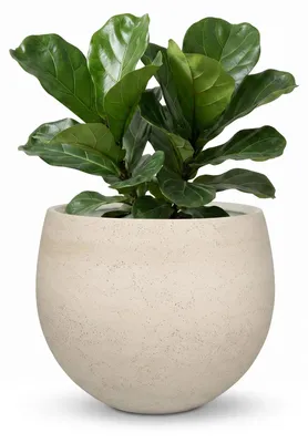 Produktbild von aplanta Pflanztopf Sandro beige | 36X31, für drinnen, Pflanzkübel, wie echt, Allergiker geeignet, pflanzliche Dekoration Praxis, Office & Wohnzimmer