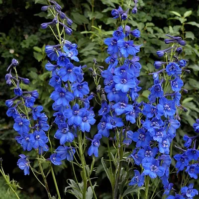 Immagine prodotto di 6 x Delphinium del Pacifico  - Delphinium 'Blue Bird'  | Vaso 9 cm x 9 cm