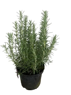 A potted rosemary plant on a white background.