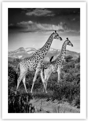 Produktbild von Poster - Poster ohne Rahmen - Giraffen Schwarzweiß Fotografie - 50x70 cm - Wand Bild - Wanddeko - Wandbilder - Kunstposter - Wandposter - Bilder - Kunstdruck - Wanddekoration - P2XPA50x70-4441