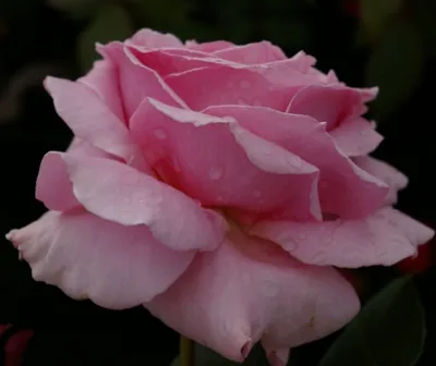 Produktbild von Edelrose - Rosa Frederic Mistral ® -Teehybride - Duftrose der Provence - Duft+++++ - Meilland Rose