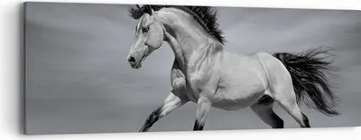 Produktbild von Bild auf Leinwand - Leinwandbild - Pferd Tier Natur - 90x30cm - Wand Bild - Wanddeko - Wandbilder - Leinwanddruck - Bilder - Kunstdruck - Wanddekoration - Leinwand bilder - Wandkunst - AB90x30-3608