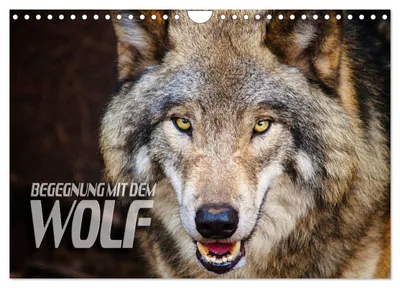 Produktbild von Begegnung mit dem Wolf (Wandkalender 2027 DIN A4 quer), CALVENDO Monatskalender