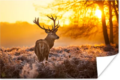 Produktbild von MuchoWow® Poster Hirsche - Winter - Sonnenuntergang 180x120 cm - Fotoplakat