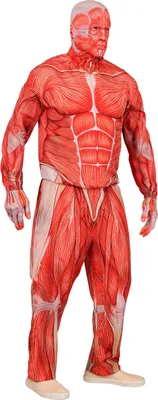 Imagen del producto de Traje completo de Halloween, modelo: S