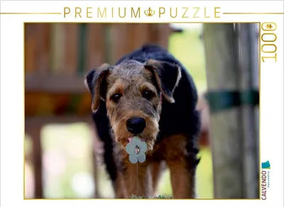 Produktbild von Calvendo Airedale Terrier Welpe 1000 Teile Puzzle quer 640x480mm, ; 7380791
