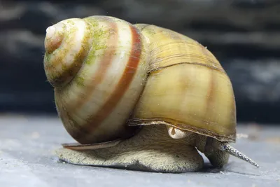 Productafbeelding van 10 Stuks Tuinslakken voor Vijveronderhoud