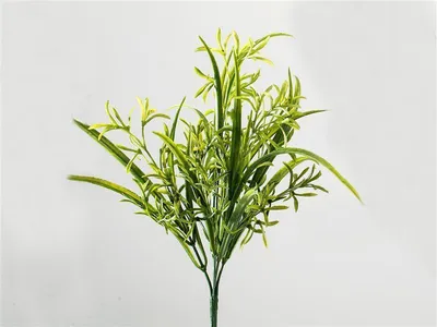 Produktbild von Formano Gräserstrauch 35 crn 666727
