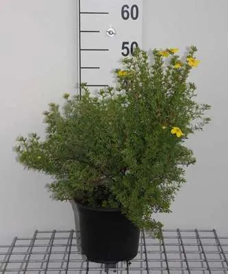 Produktbild von Potentilla frut. 'Klondike' - Fingerstrauch 25- 30 cm - Container