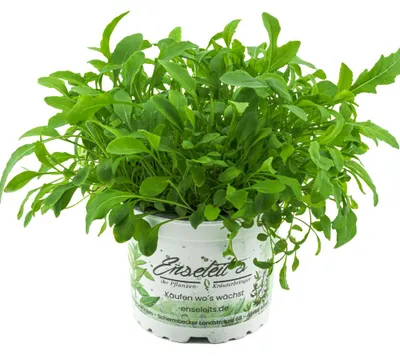 Produktbild von Enseleits Rucola Pflanze, Salatrauke,Diplotaxis tenuifolia, Nachhaltiger Anbau!