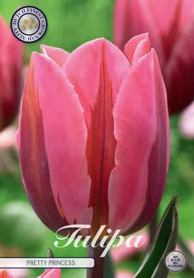 Artikelbild 2 von 'Tulpe Pretty Princess (7 Stück)' aus der Kategorie Tulpenzwiebeln
