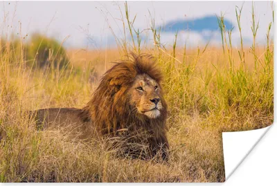 Produktbild von MuchoWow® Poster Männlicher Löwe zwischen dem hohen Gras im Serengeti-Nationalpark 60x40 cm - Schlafzimmerdekoration
