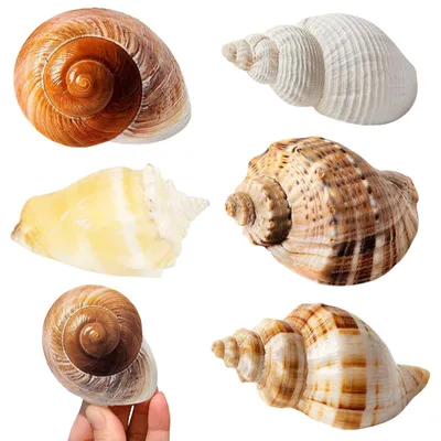 Imagen del producto de Juego de 6 conchas naturales para acuarios