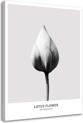 Produktbild von Leinwandbild weiße lotosknospe 70x100 cm Feeby grau wandbild bereit zum aufhängen