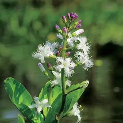 Productafbeelding van Moerings Menyanthes Trifoliata | Waterdrieblad | In 18CM Mand Kant en Klaar