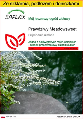 Zdjęcie produktu dla SAFLAX - Zestaw do uprawy - Prawdziwy Meadowsweet - 500 Nasiona - Z mini szklarnią, podłożem uprawowym i 2 doniczkami - Filipendula ulmaria